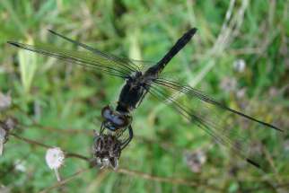 Sympetrum danae - Schwarze Heidelibelle